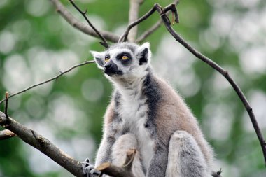 Şubede Oturan Lemur Catta