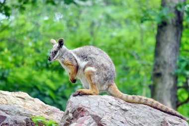 Kaya üzerinde oturan Kanguru Petrogale Xanthopus 