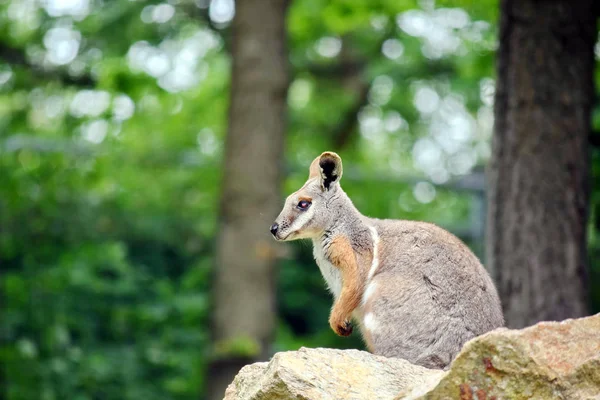 Kanguru Petrogale Xanthopus Kaya Üzerinde Oturan Seyir — Stok fotoğraf