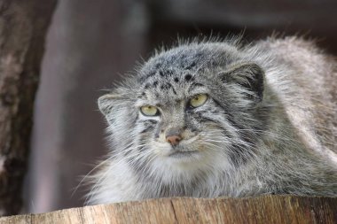 Otocolobus Manul Ahşap Kütük Üzerinde Yatan