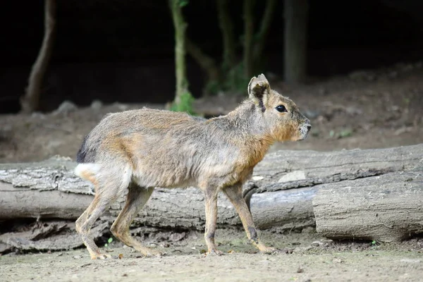 Dolichotis Patagonum Exotischer Hase Beim Gehen — Stockfoto