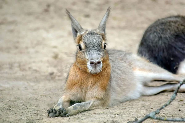 Egzotyczne Hare Dolichotis Patagonum Leżącego Ziemi — Zdjęcie stockowe
