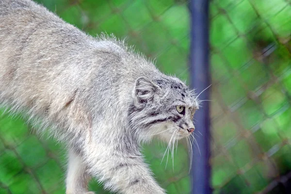 Vahşi Kedi Otokolobus Kılavuzu Yürüyor