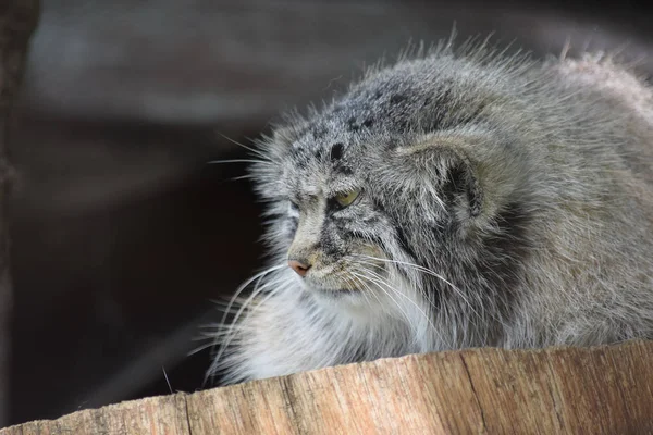 Otocolobus Manul Lying Wooden Log Watching — Stok Foto