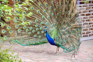 Peacock Pavo Cristatus Uzanmış Kanatları Yürüyüş ile