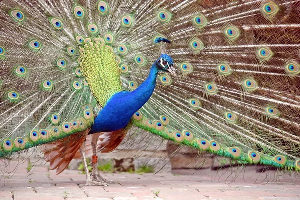 Peacock Pavo Cristatus Outstretched Wings — Stock Photo, Image