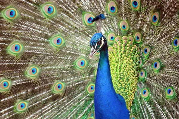 Peacock Beauty Pavo Cristatus Wyciągniętymi Skrzydłami Portret Obrazek Stockowy