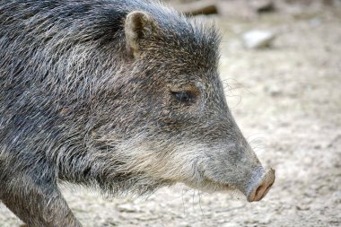 Tayassu Pecari Yürüyüş Kafası Closeup
