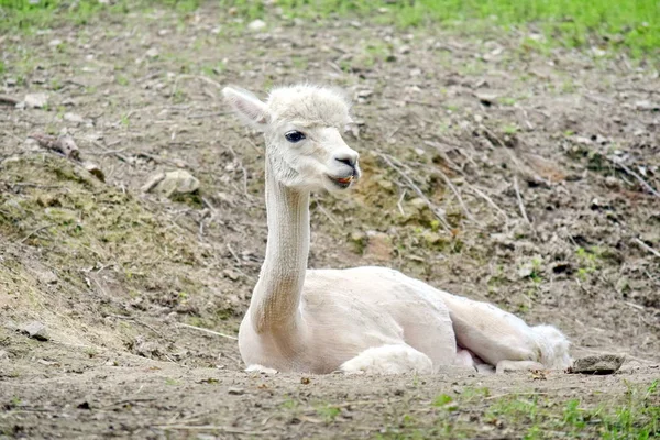 Vicugna Pacos Alpaka Liegt Auf Dem Boden — Stockfoto