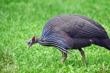 ParkTa Gine Tavuğu Acryllium Vulturinum Otlatma