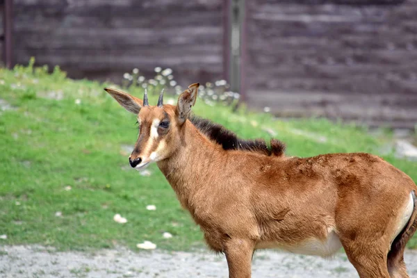 Roan Antilopa Hippotragus Equinus Pohled — Stock fotografie