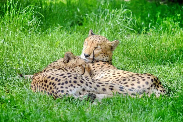 Couple Guépard Allongé Dans Herbe Portrait — Photo