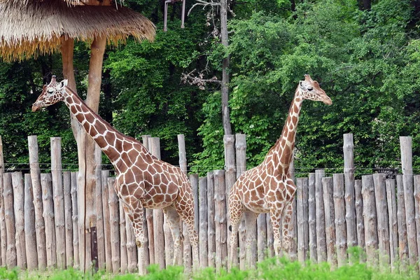 Żyrafa Para Giraffa Reticulata Parku — Zdjęcie stockowe