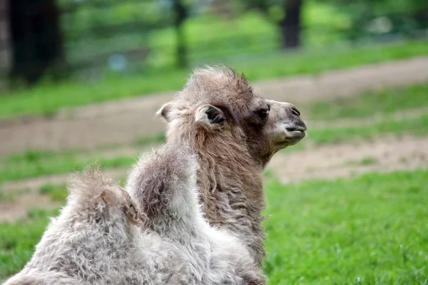 Dziecko Camel Portret Camelus Bactrianus Odpoczynek — Zdjęcie stockowe