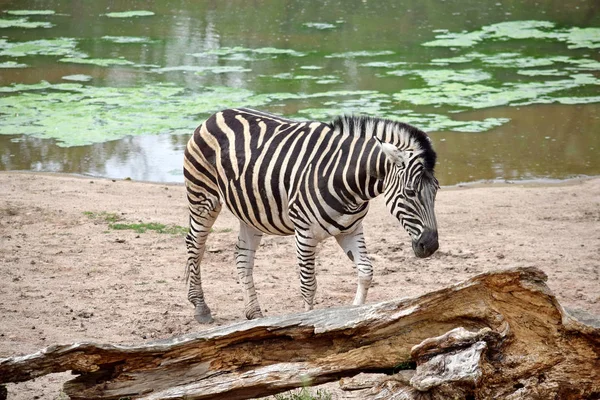Chapman Zebra Equus Quagga Chapmani Nad Jeziorem — Zdjęcie stockowe