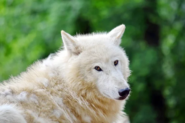 Cute White Arctic Wolf Head Closeup Portrait — Stock Photo, Image