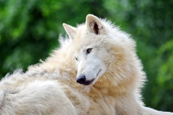 Loup Arctique Blanc Couché Dans Forêt Portrait — Photo