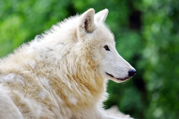 Mignon Blanc Arctique Loup Tête Gros Plan — Photo