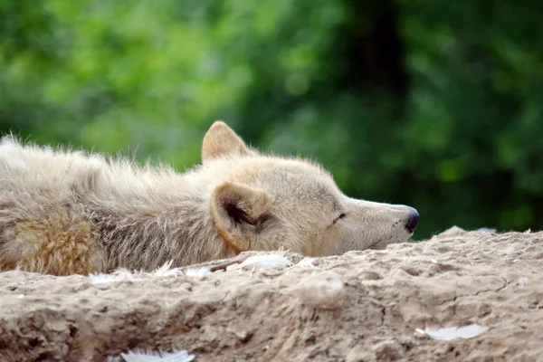 Weißer Arktischer Wolf Nahaufnahme Auf Felsen Liegend — Stockfoto