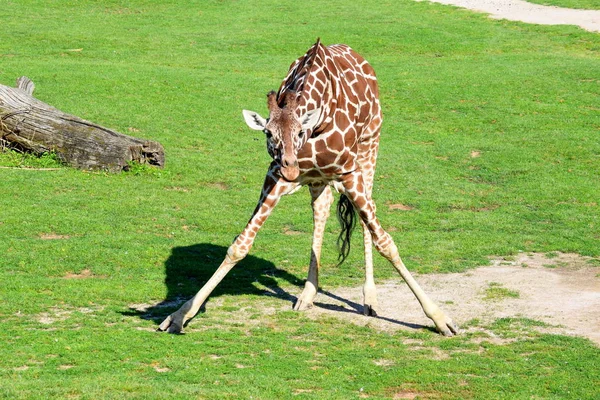 Żyrafa Giraffa Reticulata Pozowanie Portret — Zdjęcie stockowe