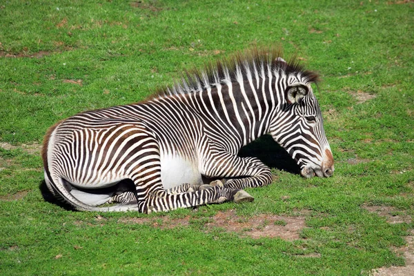 Chap Zebra Leżącego Jedzenia Trawy — Zdjęcie stockowe