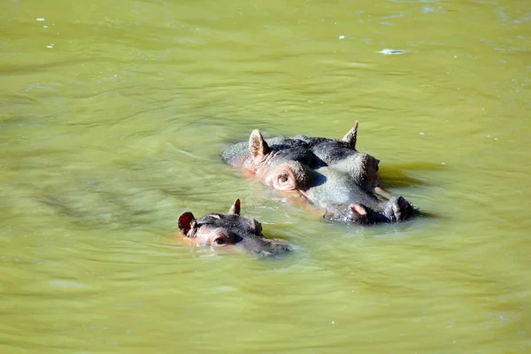 Hippopotamus Amphibius Baby Swimming Lake Stock Photo