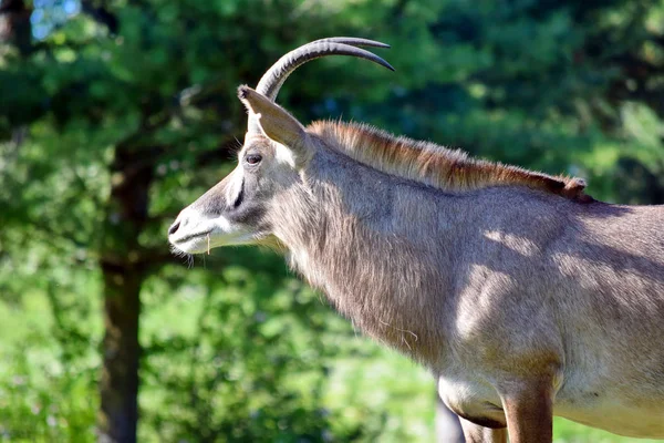 Roan Antelope Hippotragus Equinus Nature Closeup — Stock Photo, Image