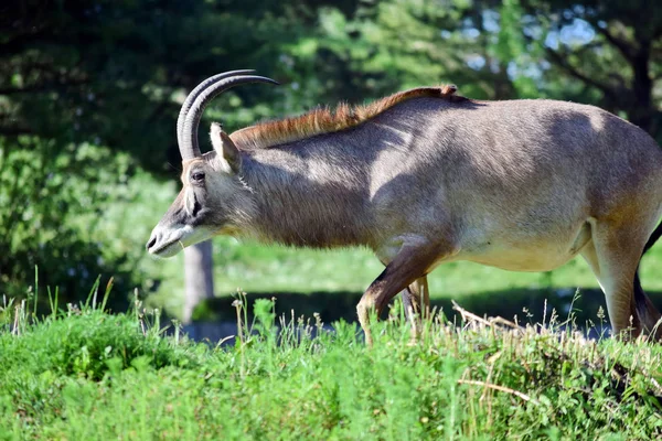 Roan Antelope Hippotragus Equinus Nature Watchful — Stock Photo, Image