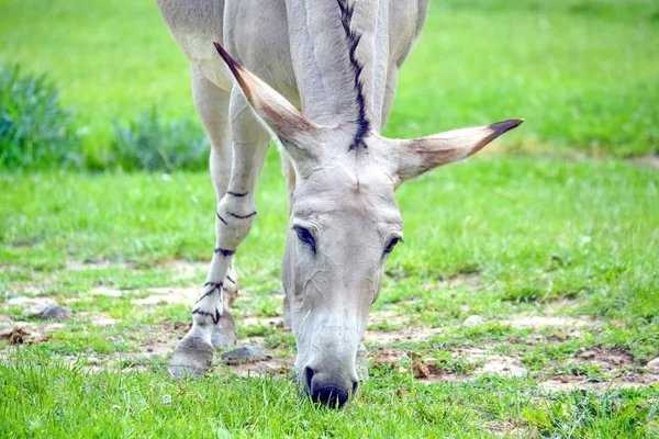 Somálský Divoký Oslík Equus Asinus Somalicus Stravování Tráva Přírodě Portrét — Stock fotografie