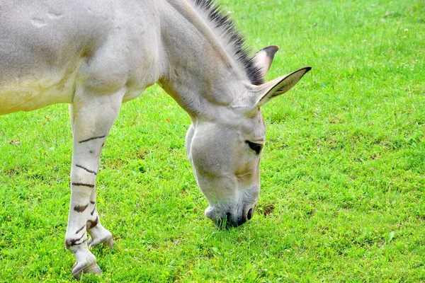 Somaličák Divoký Osel Equus Asinus Somalicus Stravovací Tráva Přírodě — Stock fotografie