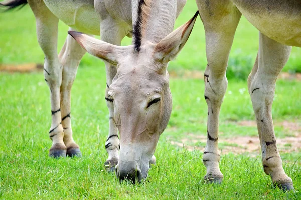 Somálský Divoký Oslík Equus Asinus Somalicus Pastvě — Stock fotografie