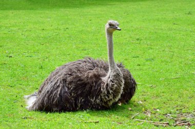 Devekuşu Struthio Camelus Doğada Çim üzerinde yatan