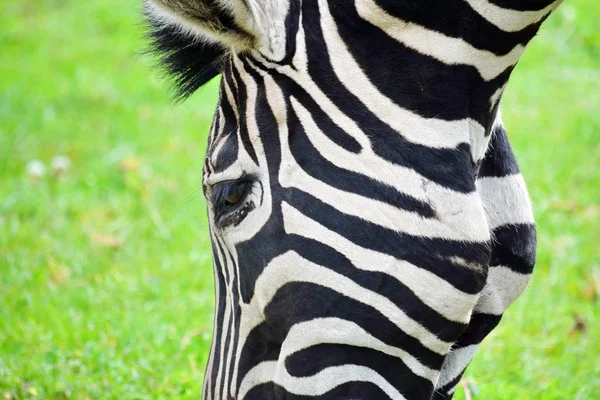 Primo Piano Della Zebra Chapman Che Mangia Erba — Foto Stock