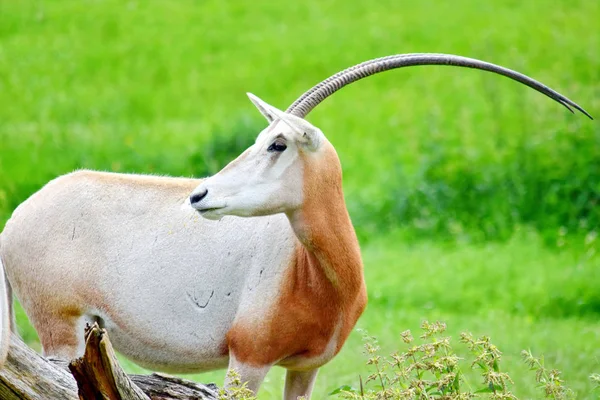 Oryx Gazella Closeup Retrato Natureza — Fotografia de Stock