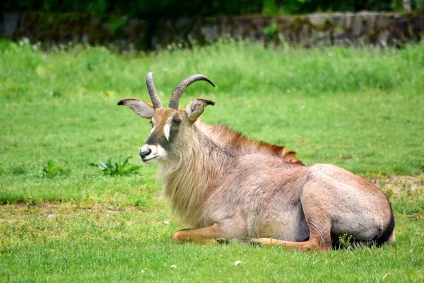 Roan Antilopa Hippotragus Equinus Ležící Trávě — Stock fotografie