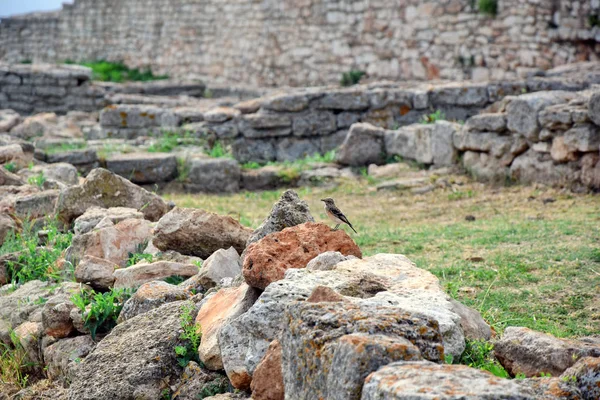 Bird Rock Restos Cape Kaliakra Bulgaria — Foto de Stock