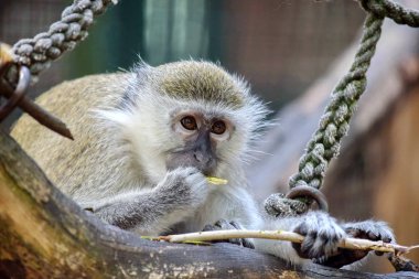 Cute Green Monkey Eating Branch clipart