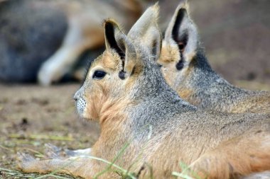 Egzotik Tavşan Dolichotis Patagonum Dinlenme Çift