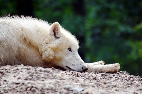 Lobo Ártico Blanco Acostado Descansando Sobre Roca — Foto de Stock