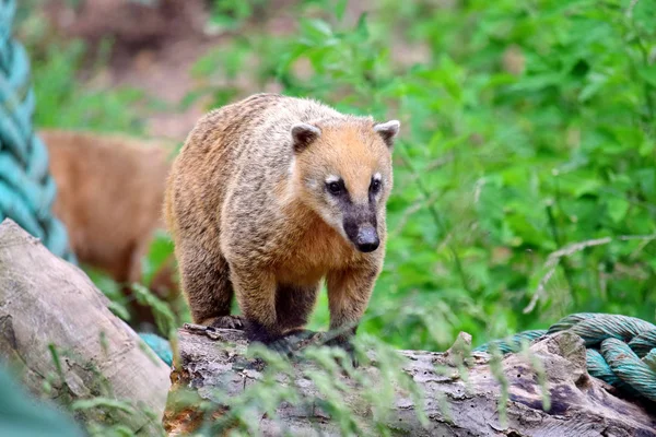 Sevimli Nasua Nasua Stump Portre Ayakta