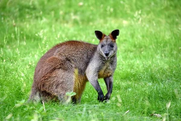 Sevimli Kanguru Wallabia Bicolor Portre Doğada — Stok fotoğraf