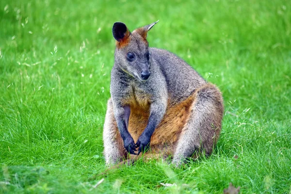 Cute Kangaroo Wallabia Bicolor Sitting on Grass in Nature