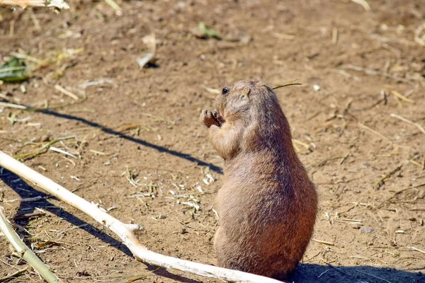 Cynomys Ludovicianus Rodent Stravování Výšku — Stock fotografie