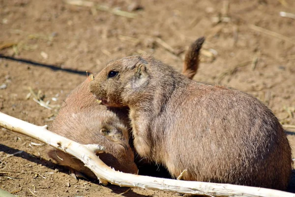 Cute Rodent Couple Cynomys Ludovicianus  Portrait