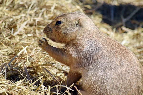 Roztomilý Hlodavec Cynomys Ludovicianus Konzumní Sláma Trávy — Stock fotografie