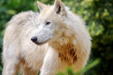 Sevimli Beyaz Arctic Wolf Doğa Portre