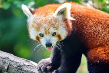 Sevimli Kırmızı Panda Ailurus Fulgens Closeup Portre Şube Oturma