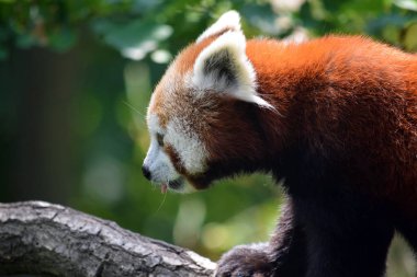 Kırmızı Panda Ailurus Fulgens Şube Closeup üzerinde