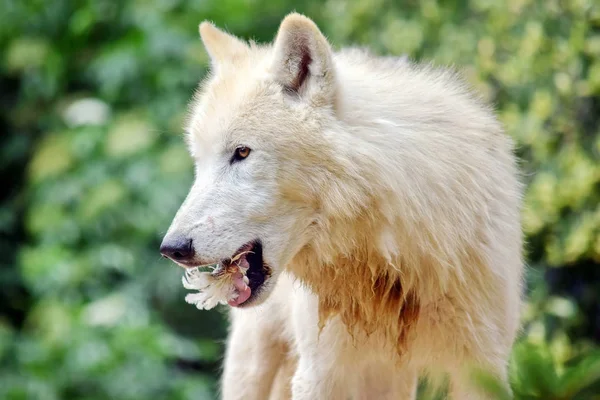 Lobo Ártico Blanco Comiendo Retrato — Foto de Stock