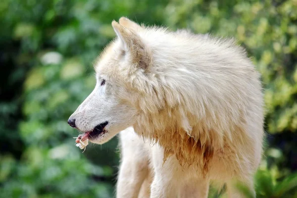 Blanco Ártico Lobo Comiendo Retrato Vista Lateral — Foto de Stock